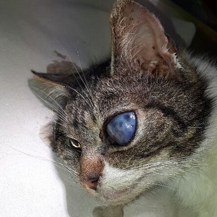 Katze mit Augenverletzung
