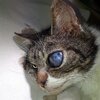 Katze mit Augenverletzung