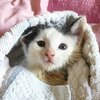 Kitten in ein Handtuch gewickelt