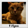Straßenkatze Flynn mit verklebten Augen