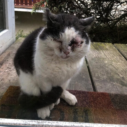 Verletzte Straßenkatzen vor Tür sitzend.