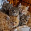 5 Kitten mit verklebten Augen