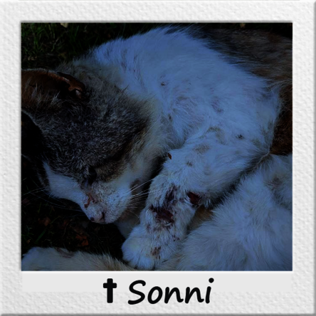 Straßenkatze Sonni zusammengerollt mit verletzter Pfote