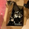 Mehrere Katzen die in einer Kartonbox ausgesetzt wurden