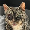 Katze mit geschwollenem Auge
