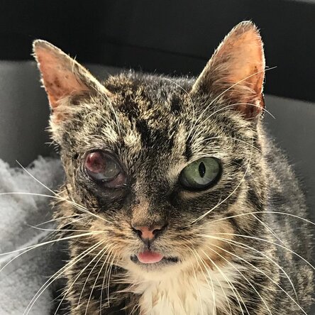 Katze mit geschwollenem Auge