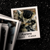 Gestapelte Polaroidbilder von Straßenkatzen die verstorben sind