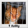 Straßenkatze Robby in Gitterbox