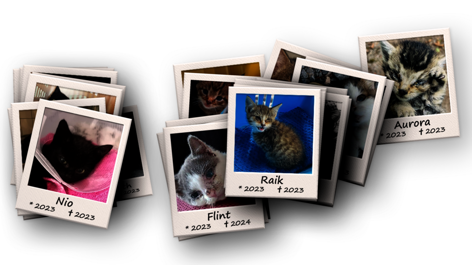 Gestapelte Polaroidbilder von Straßenkatzen die verstorben sind