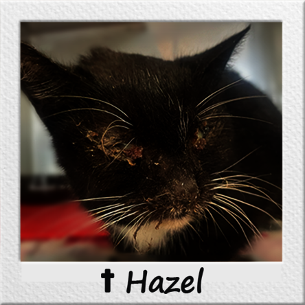 Straßenkatze Hazel mit verklebten Augen