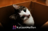 Download Material #KatzenHelfen