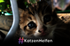 Unsere Kampagne #KatzenHelfen