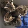 4 zusammen gekauerte Kitten mit verklebten Augen