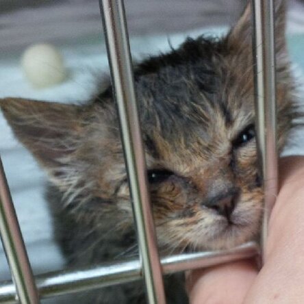 Kitten in ihrem Tierheimgehege wird gestreichelt
