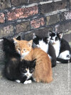 5 kleine Straßenkatzen zusammenkauernd an einer Mauer