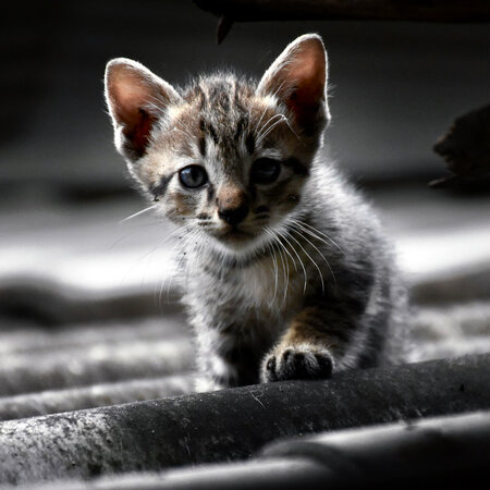 Kleines Kitten auf einem Dach