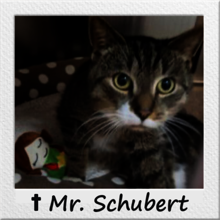 Straßenkater Mr. Schubert in seinem Katzenbett