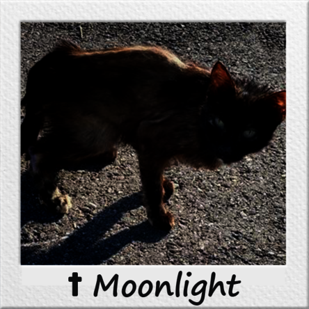 Straßenkatze Moonlight auf der Straße