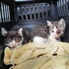 Zwei Kitten mit Geschwüren an den Augen