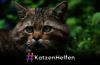Wildkatze #KatzenHelfen