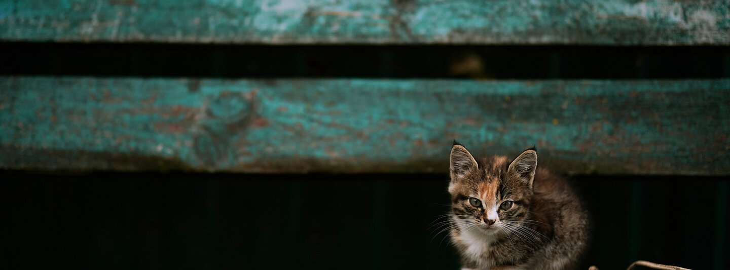 Kleines Kitten auf einer Parkbank