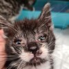 Krankes Kitten mit verklebten Augen