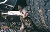 Zwei Kitten verstecken sich unter einem Auto
