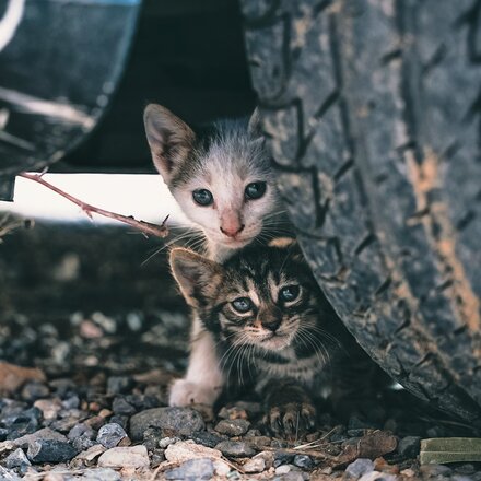 Zwei Kitten verstecken sich unter einem Auto