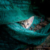 Kitten versteckt sich hinter Netzen