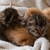 4 sehr junge aufeinanderliegende Kitten