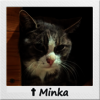 Straßenkatze Minka im Katzenhäuschen