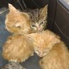 4 verwahrloste Kitten