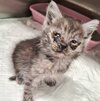 Krankes Kitten mit verklebten Augen