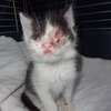 Kitten mit Augenverletzung 
