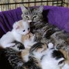 Katzenmutter säugt ihre Kitten im Katzenbett