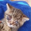 Kitten mit aufgequollenem Auge