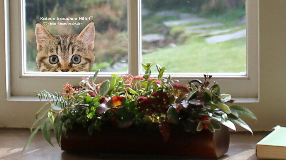 Aufkleber von einer braunen Katze an Fensterscheibe