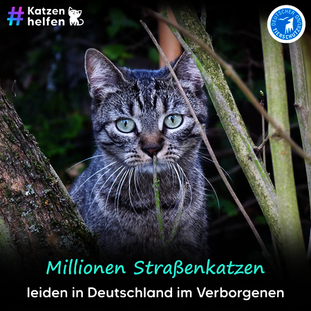 Katze schaut zwischen Ästen eines Baumes hindurch in die Kamera. Schriftzug: Millionen Straßenkatzen leiden in Deutschland im Verborgenen. 