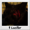 Straßenkatze Lucifer mit großer Augenverletzung