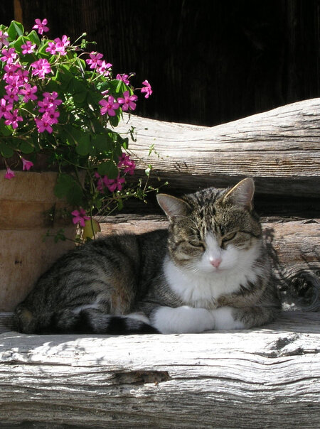 Katze auf Holz neben Blumentopf liegend.