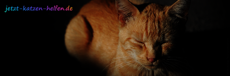Rote Katze liegend mit geschlossenen Augen. Schwarzer Hintergrund.