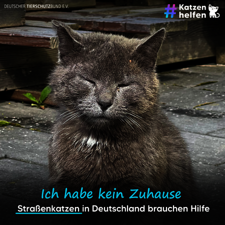 Verwahrloste Straßenkatze. Schriftzug: Ich habe kein Zuhause. Straßenkatzen in Deutschland brauchen Hilfe.