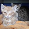 Zwei Kitten in Transportbox mit verklebten Augen