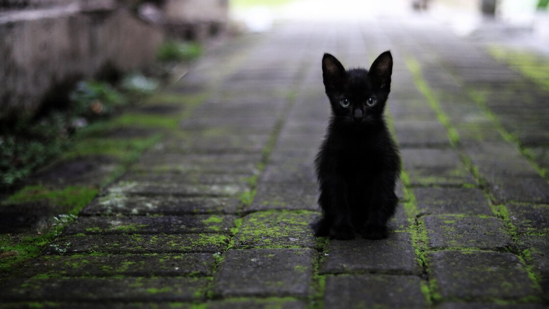 Schwarzes Kitten auf der Straße
