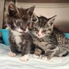 Zwei kranke Kitten mit verklebten Augen