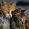 Zwei kuschelnde Straßenkatzen