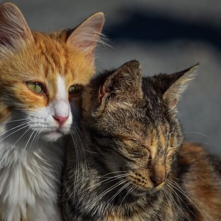 Zwei kuschelnde Straßenkatzen