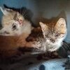 Zwei Kitten mit verklebten Augen