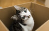 Katze sitzt in einer Kartonbox