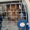 Kranke Katze in Transportbox